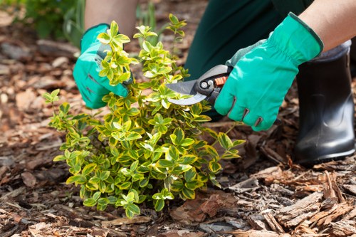 Tree surgeons working ethically in Bow with modern slavery prevention measures