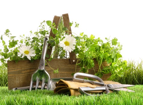Urban tree care and pruning by Bow tree specialists